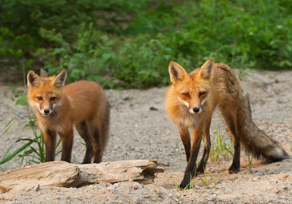The fox as your spirit animal