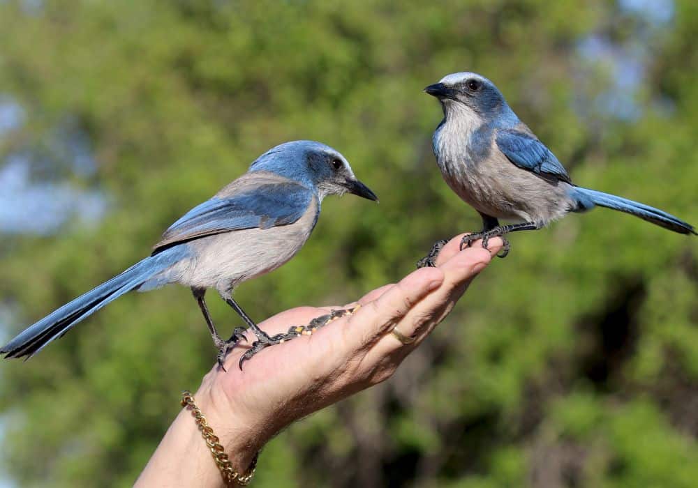 The symbolism of seeing a flock or a pair of blue jays
