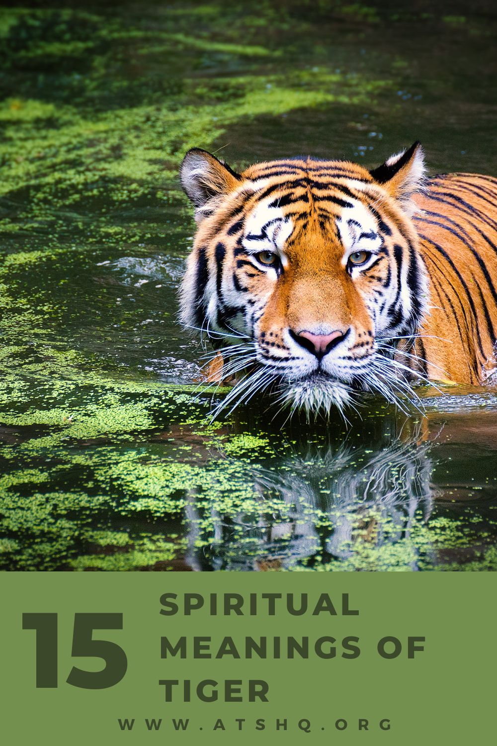 Tiger Symbolism: 15 Spiritual Meanings Of Tiger