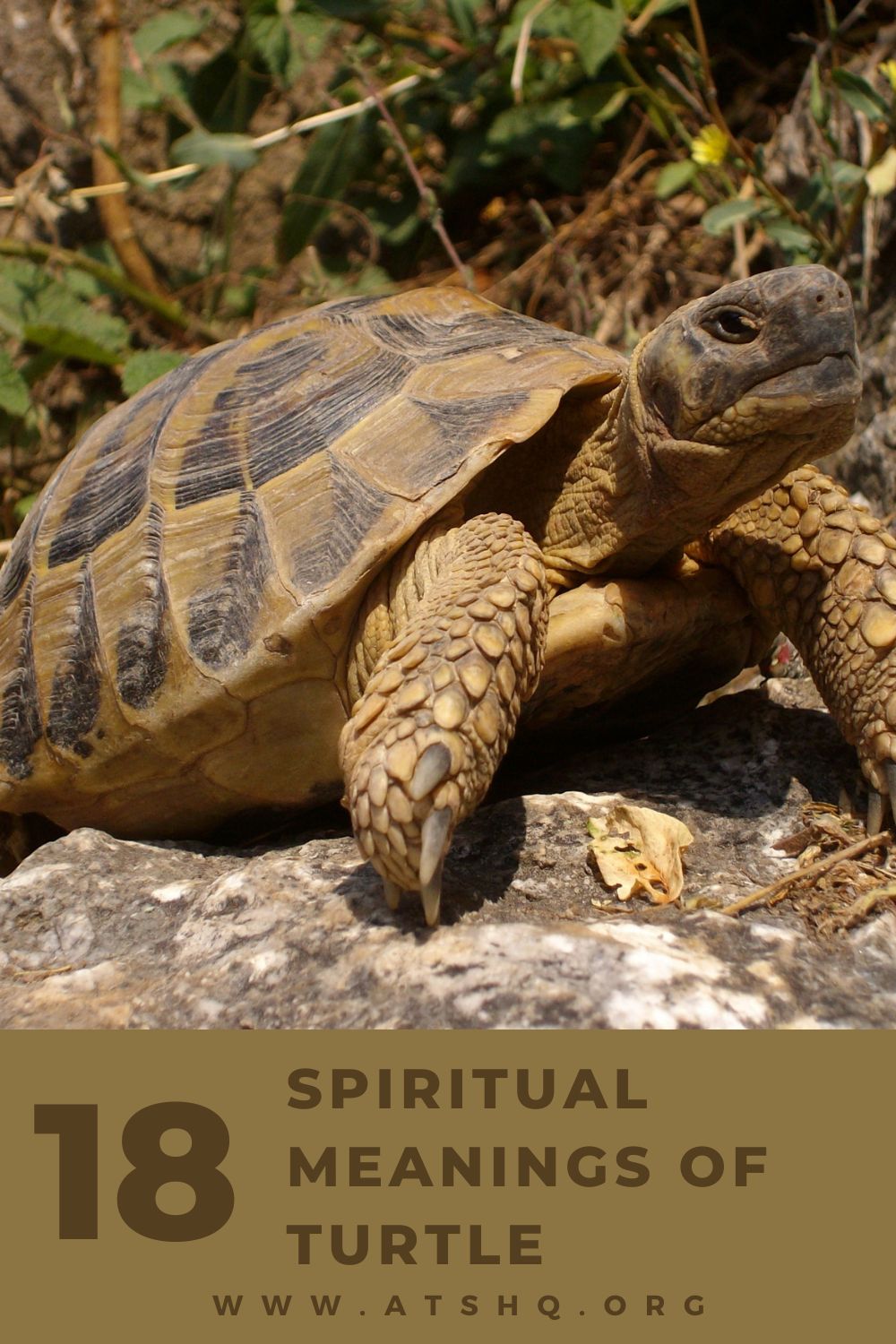 Turtle Symbolism: 18 Spiritual Meanings Of Turtle