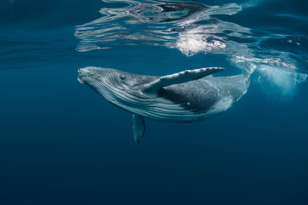 Whale symbolism