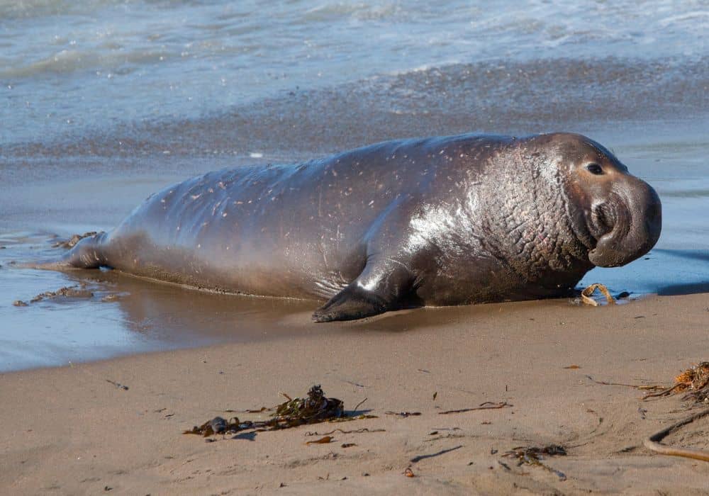 What Are Elephant Seals