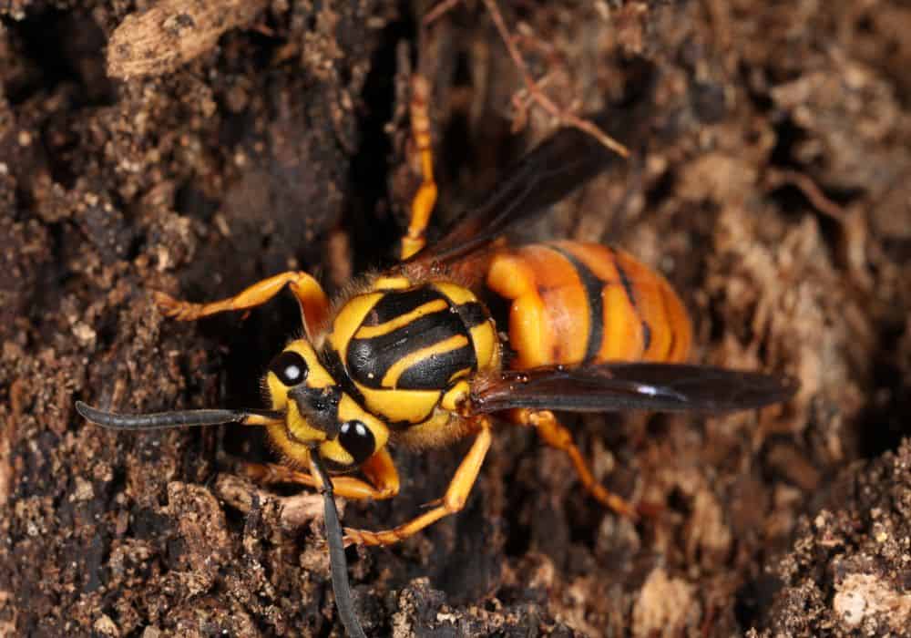What Are Hornets’ Special Eating Behaviors