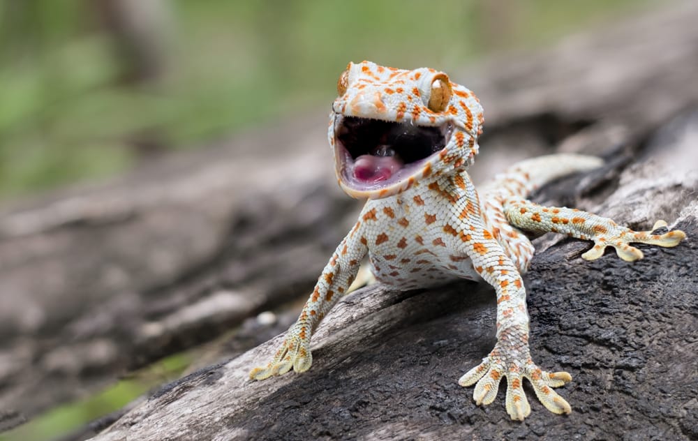 What Do Baby Gecko Eat