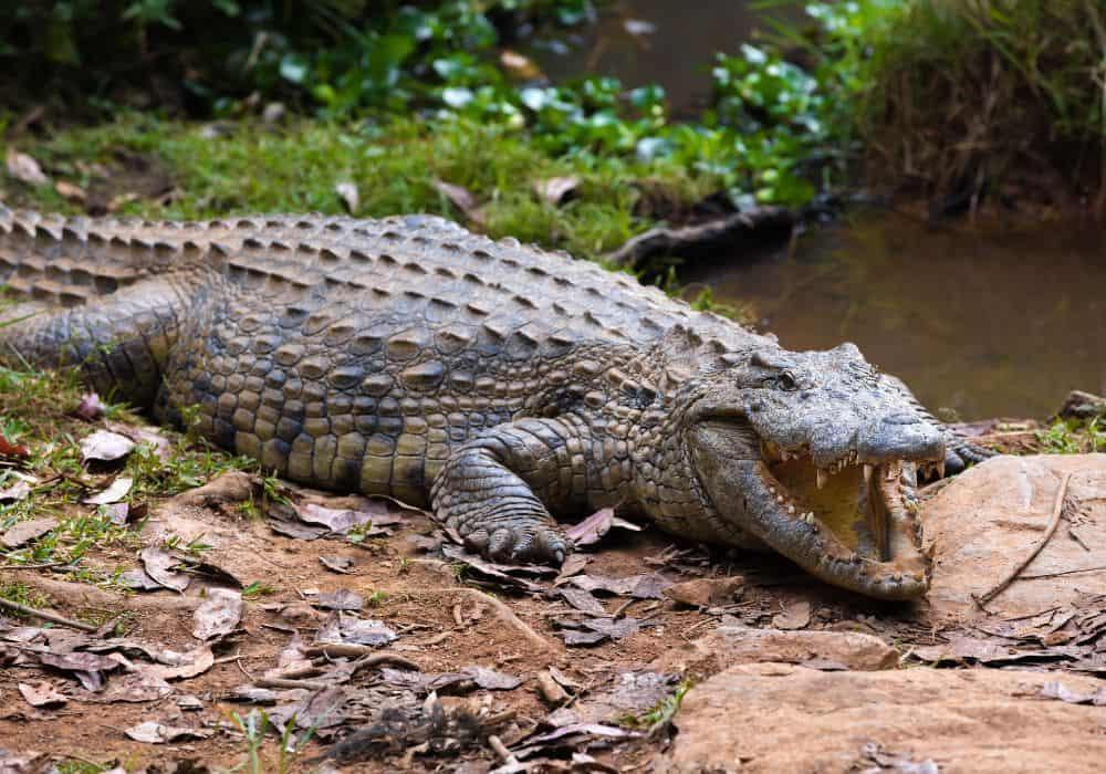 What Do Crocodiles Eat