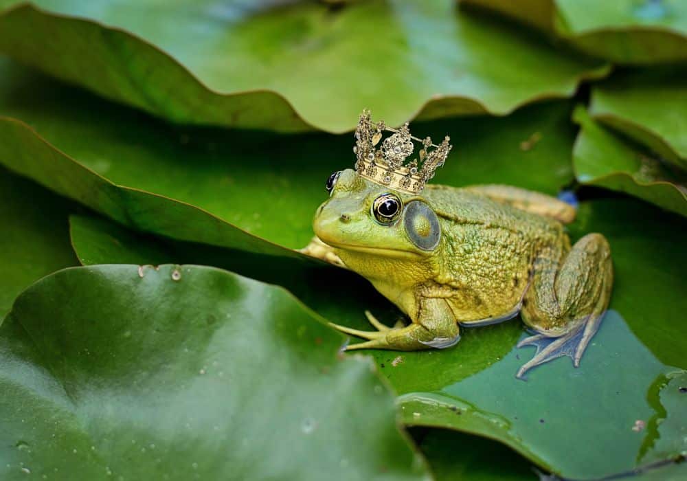 What Do Frogs Generally Symbolize