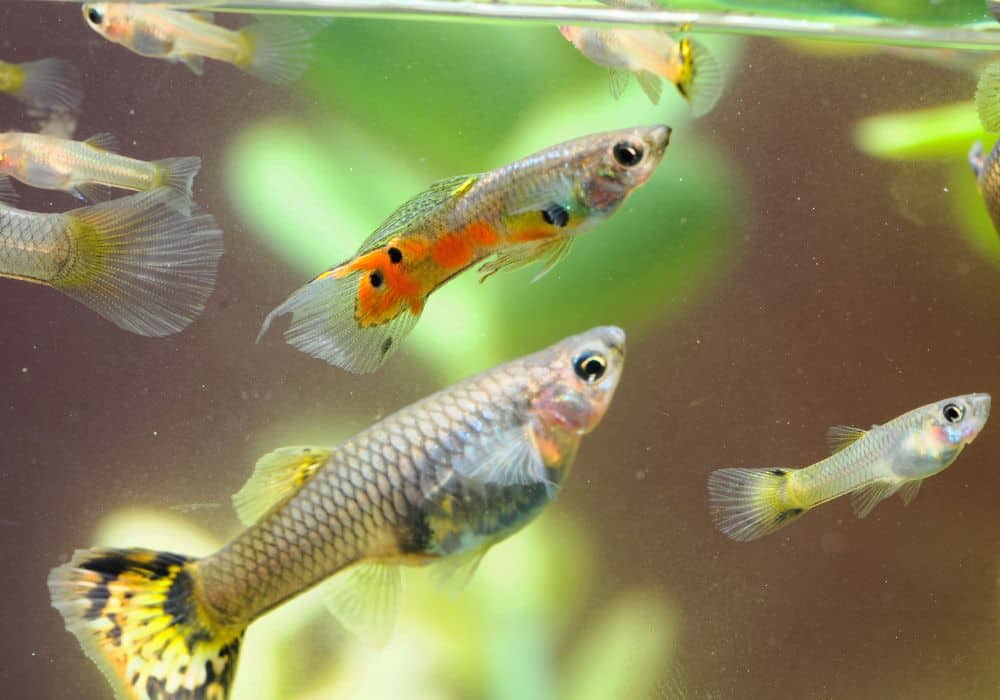 What Do Guppies Eat in the Wild