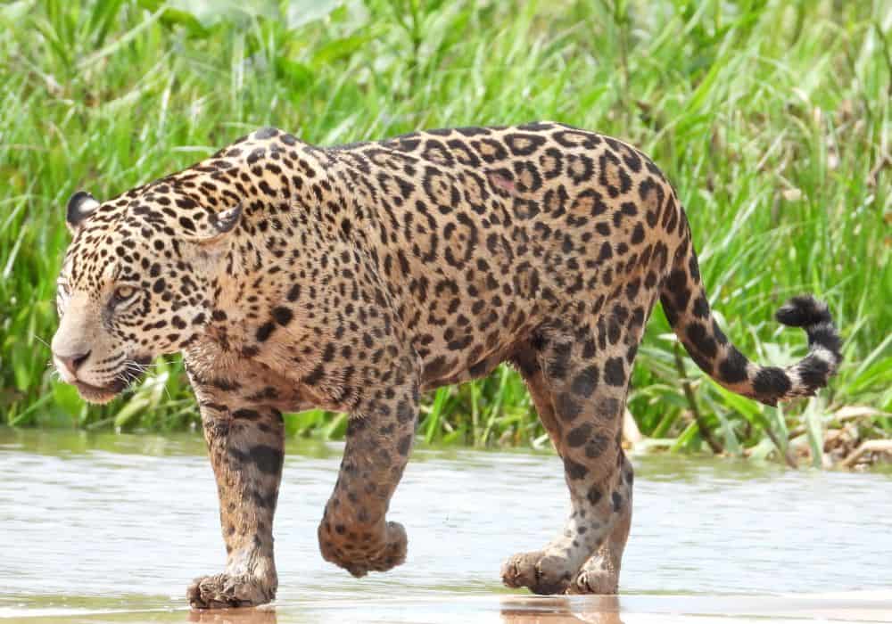 What Do Jaguars Eat