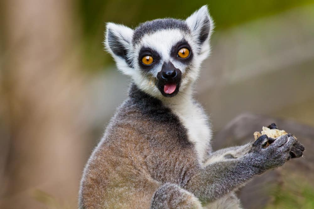 What Do Lemurs Eat