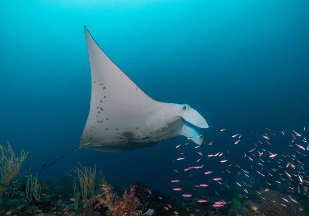 What Do Manta Rays Eat?