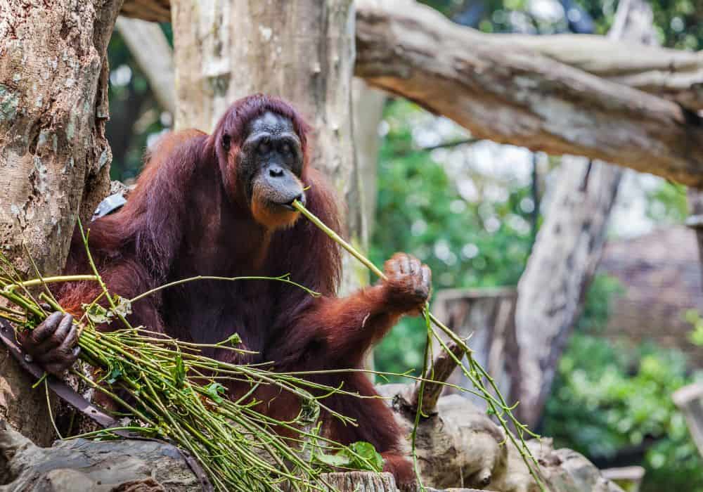 What Do Orangutans Drink