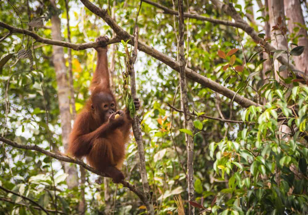 What Do Orangutans Eat