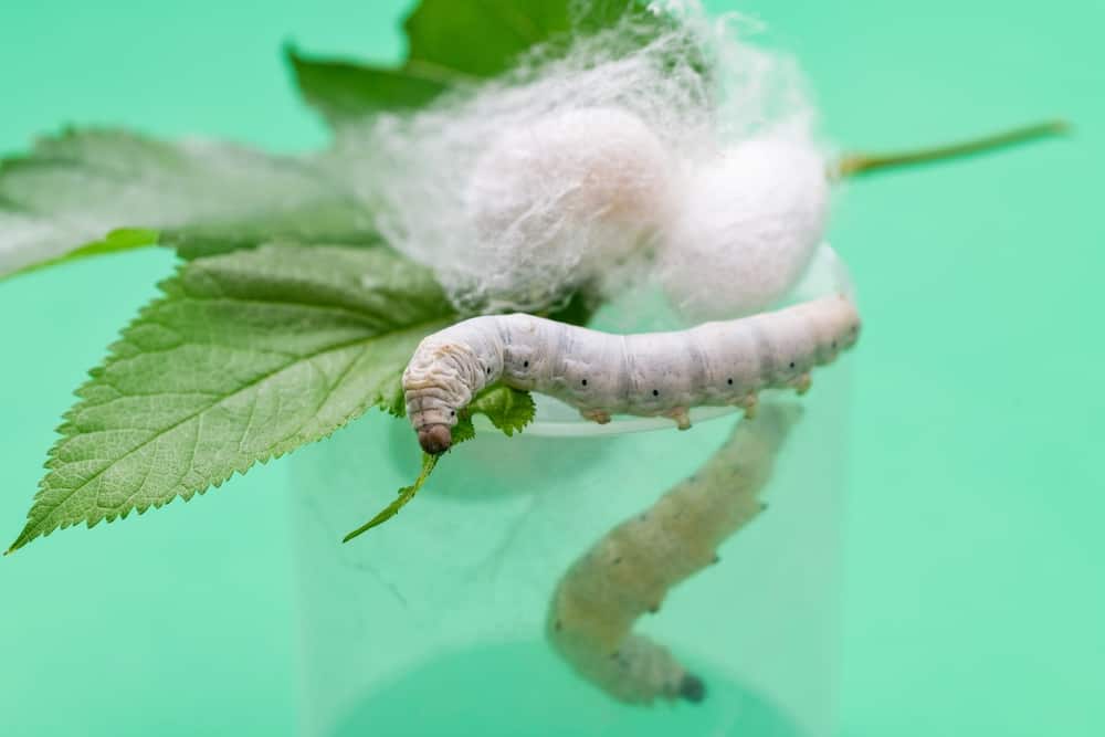 What Do Silkworms Eat