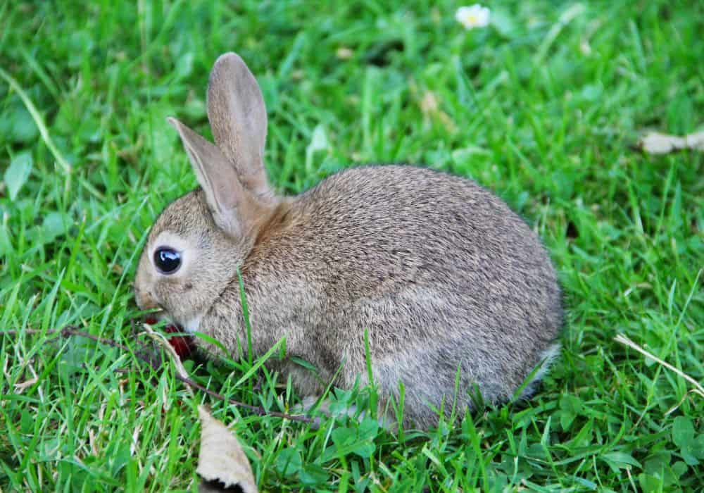 What Do Wild Baby Rabbits Eat
