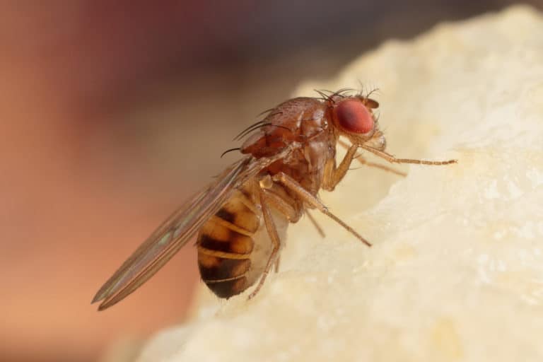 What Does Fruit Flies Eat