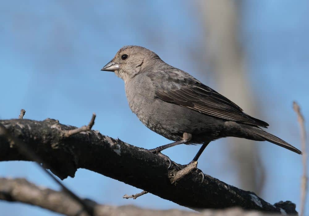 What Does It Mean To Encounter a Cowbird?