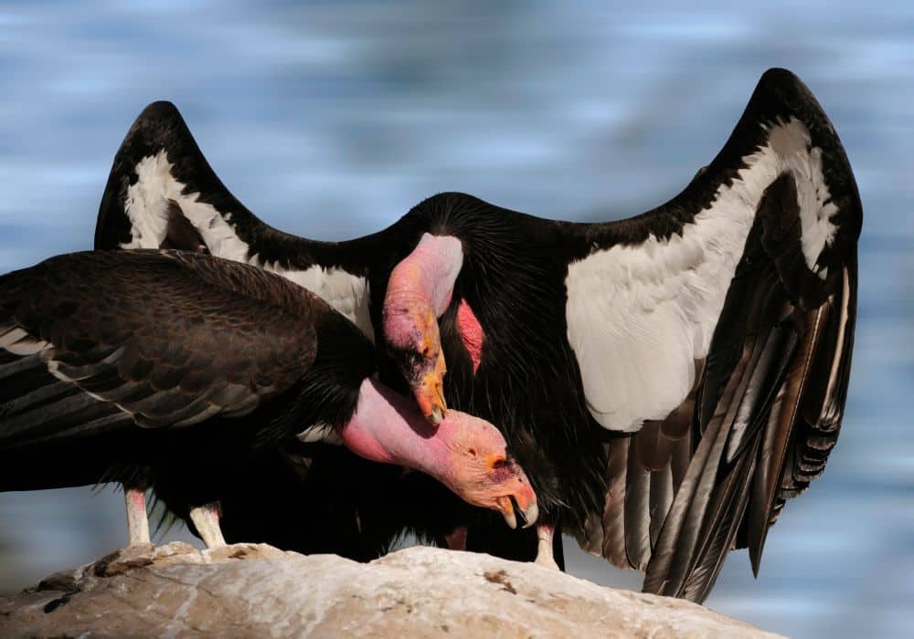 What Does It Mean To See a Condor?