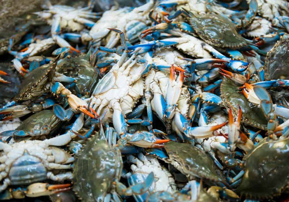 What Does a Blue Crab Need to Survive?