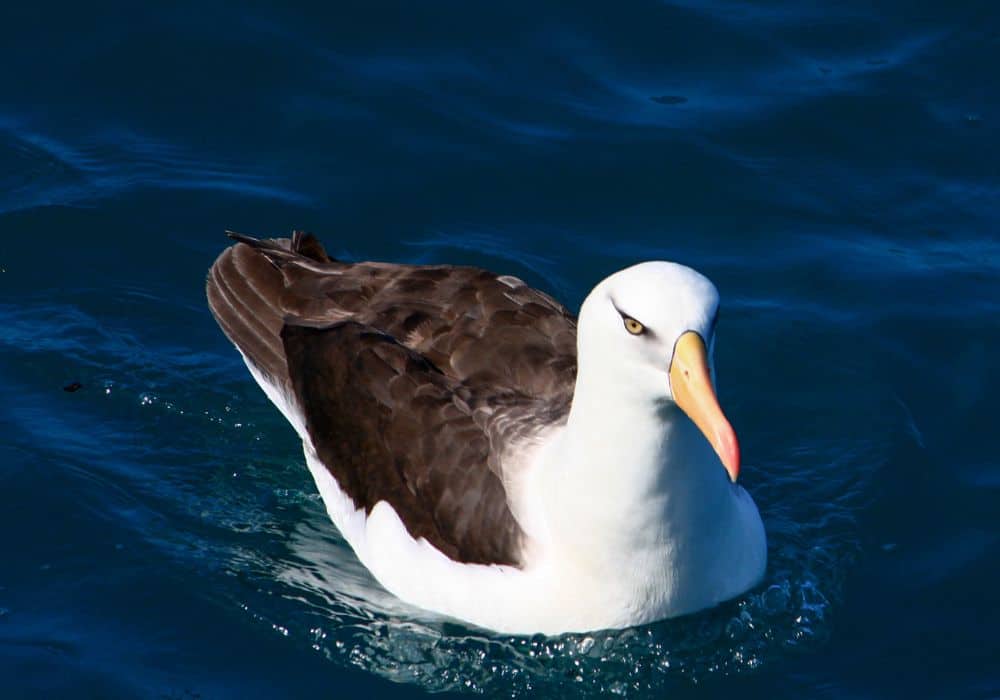 What Does an Encounter With an Albatross Symbolize