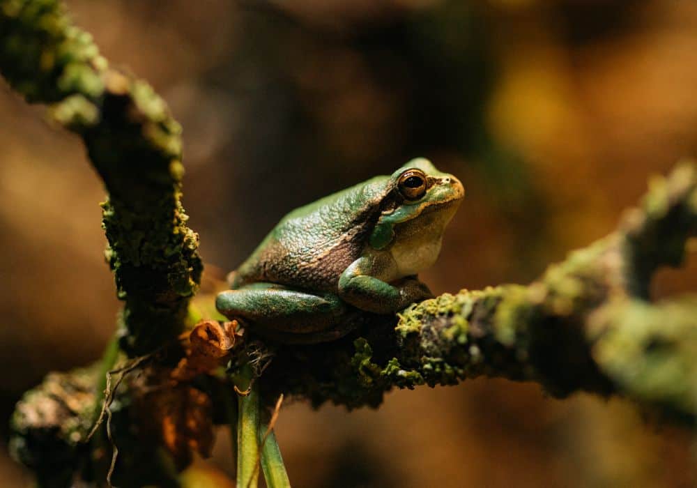 What Frogs Symbolize in Mythologies and Folklore