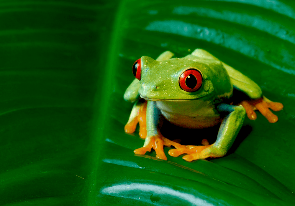 What Frogs Symbolize to Different Religious Groups