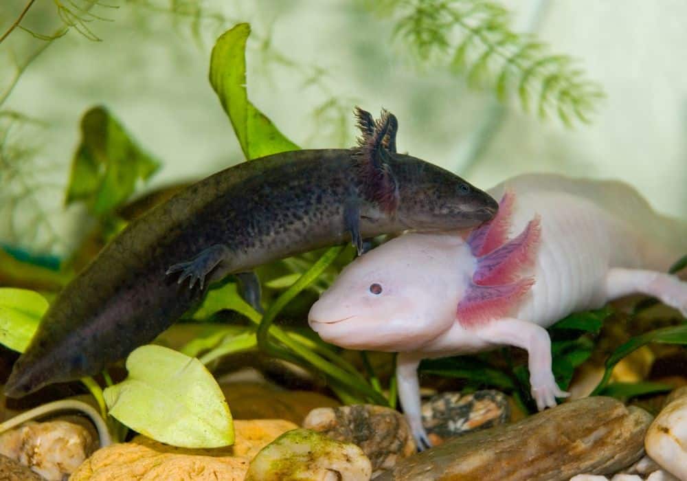 What Not to Feed Axolotls
