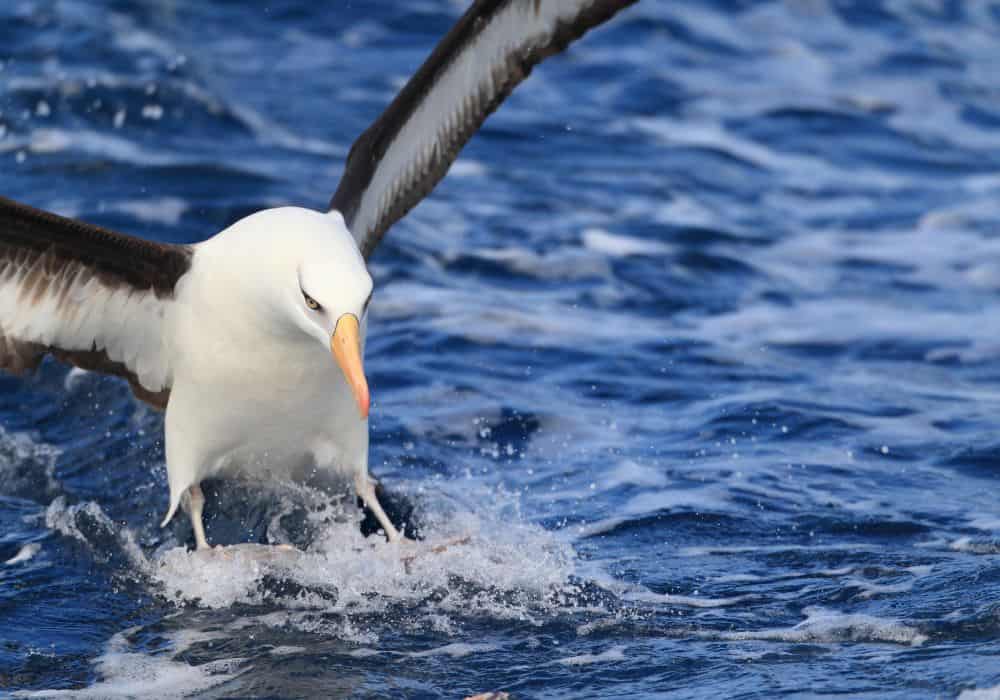 What Symbolism Do Eastern Cultures Attach to Albatrosses