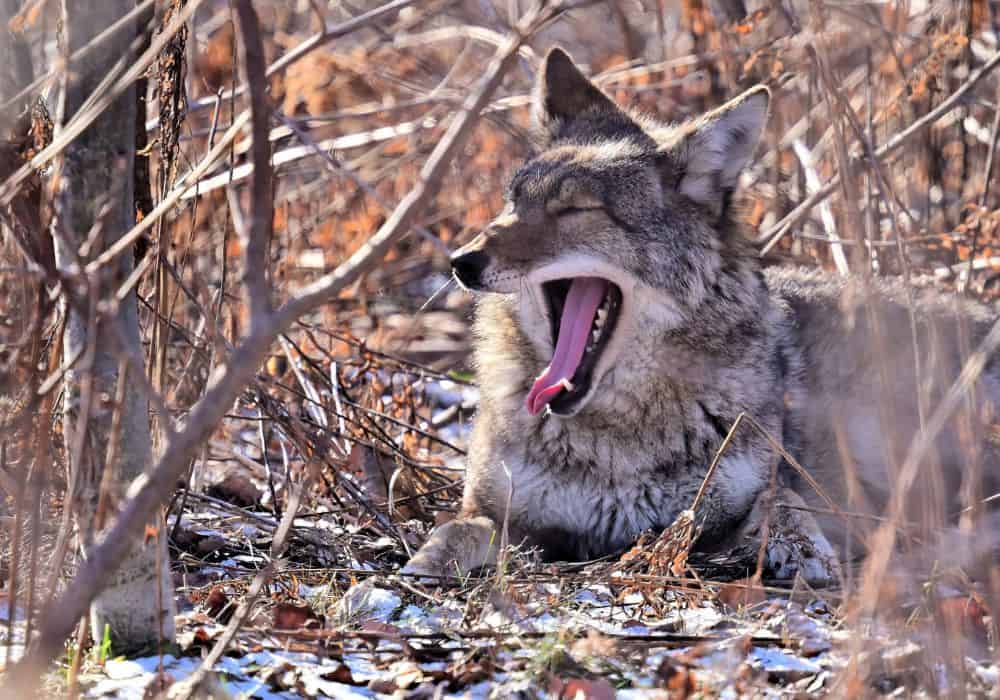 What Traits Are Coyotes Associated With