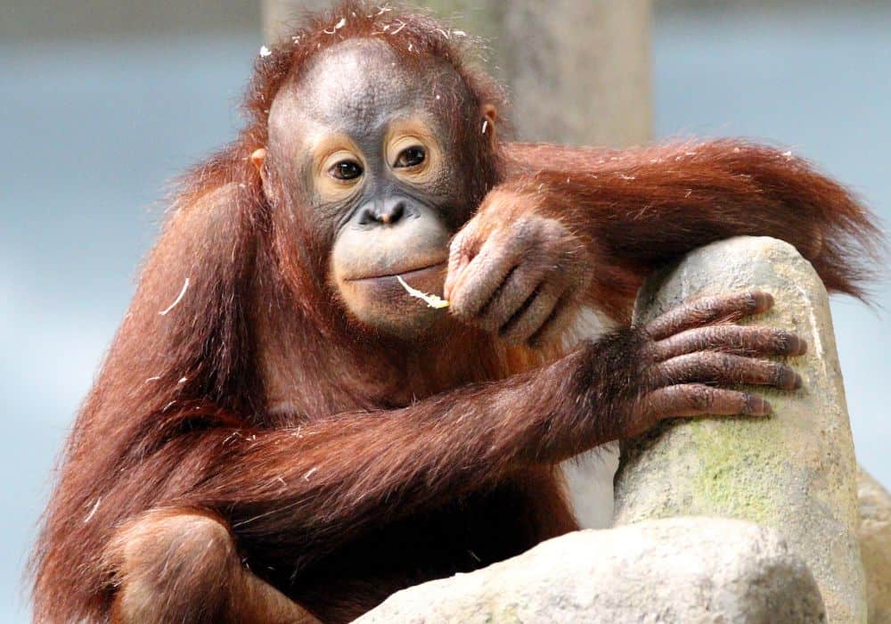 What are Orangutans