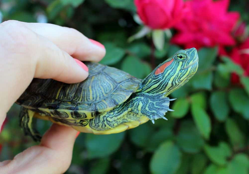 What can I feed my red-eared slider turtle?