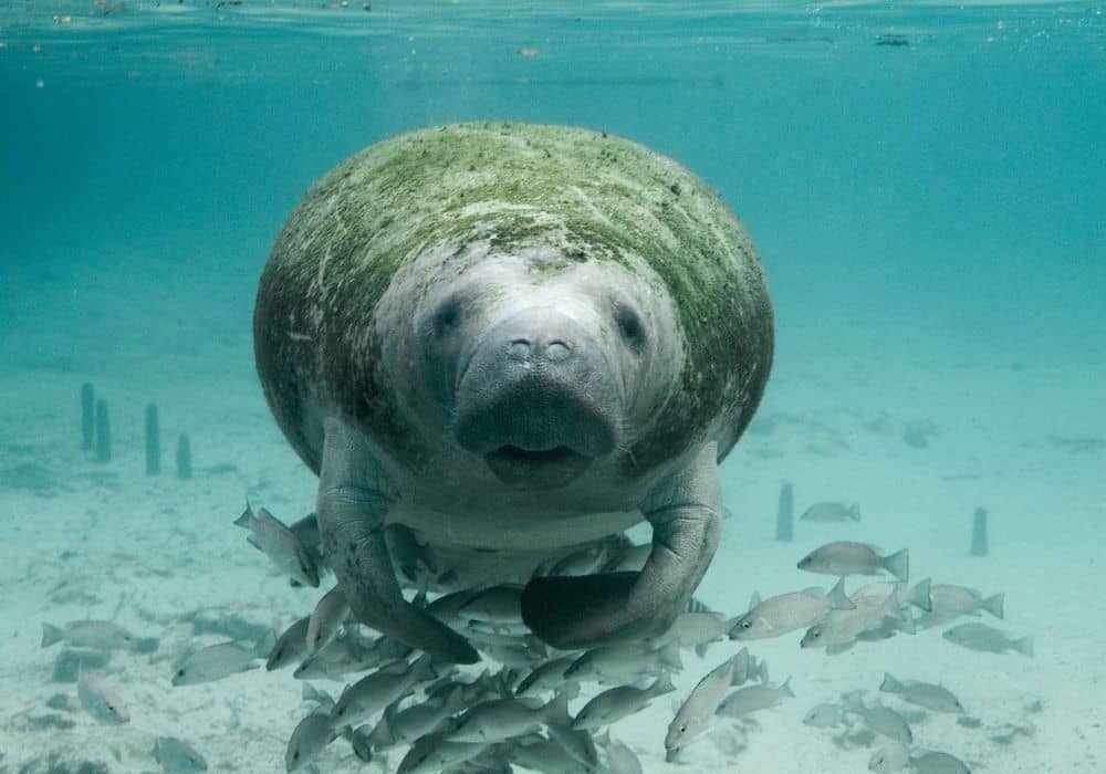 What do Manatees Eat?