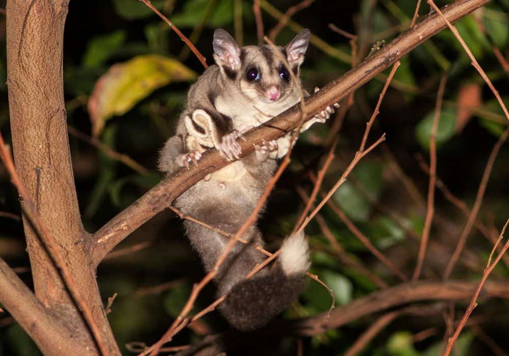 What do Sugar Gliders Eat?