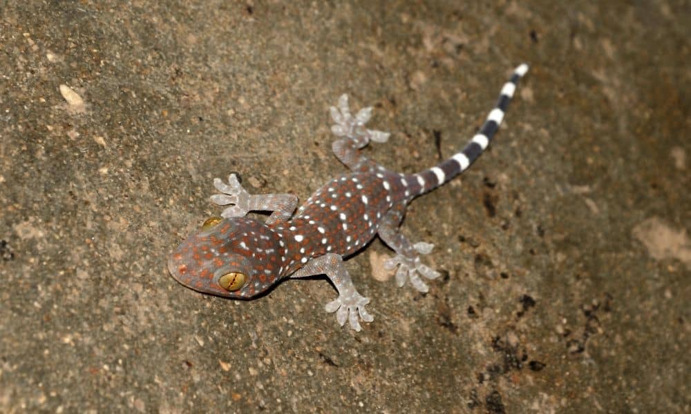 What do baby geckos eat in captivity