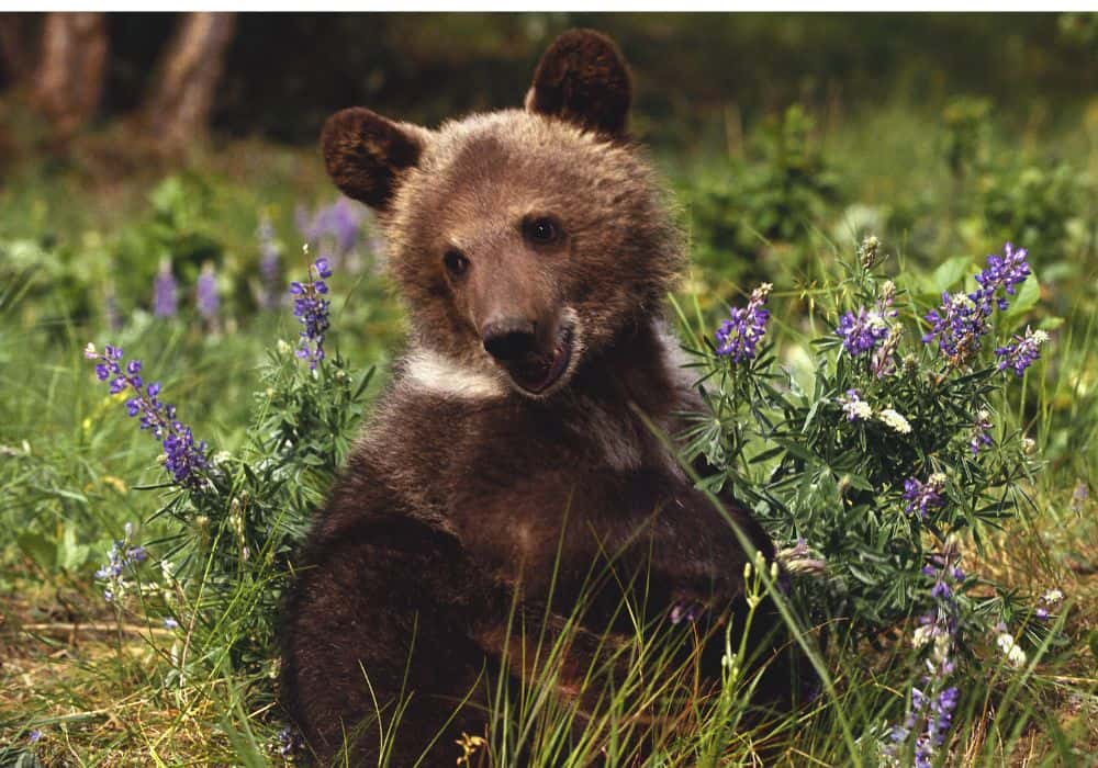 What do baby grizzly bears eat?
