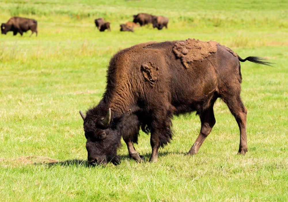 What do bison eat? 
