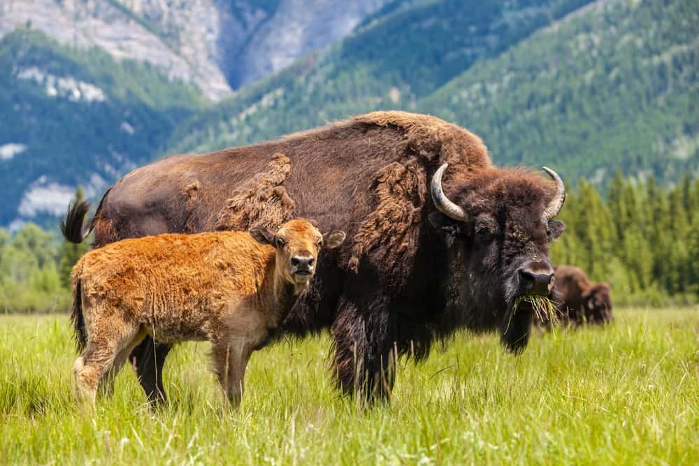 What do bison eat