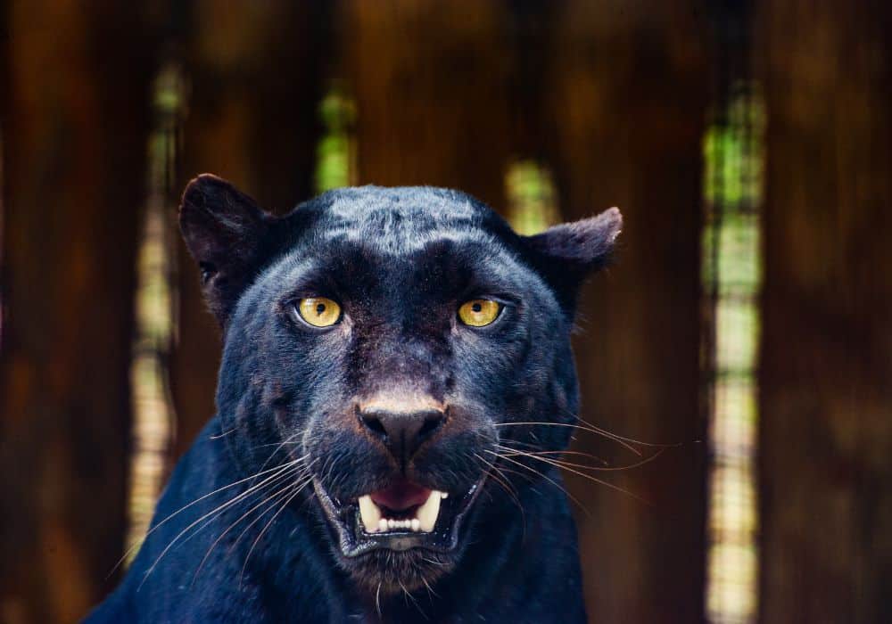 Black Panther Symbolism: 13 Spiritual Meanings Of Black Panther