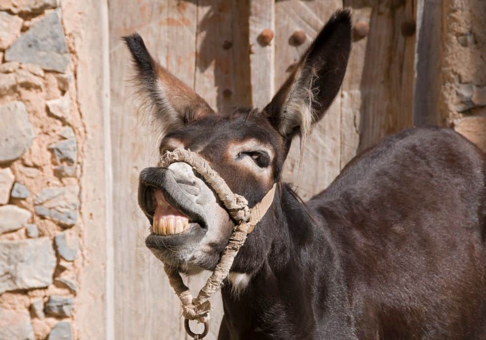 What do donkeys eat