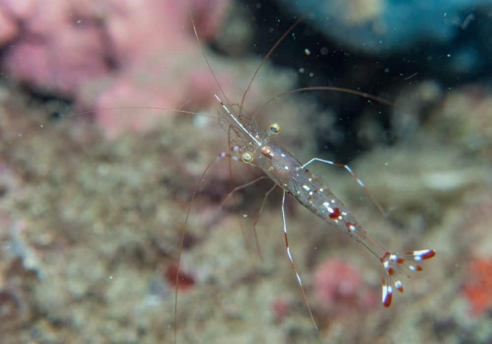 What do ghost shrimp eat