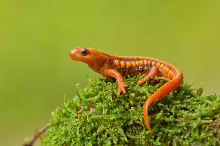 What do newts eat