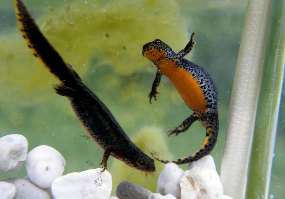 What do newts eat in capacity