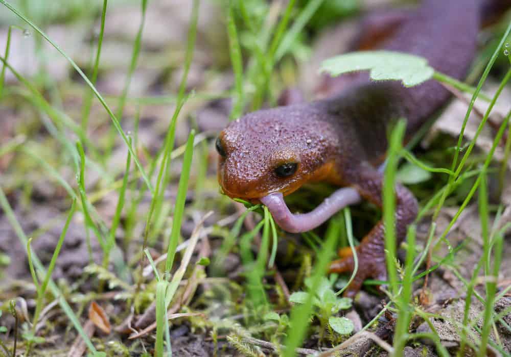 What do newts eat in the wild