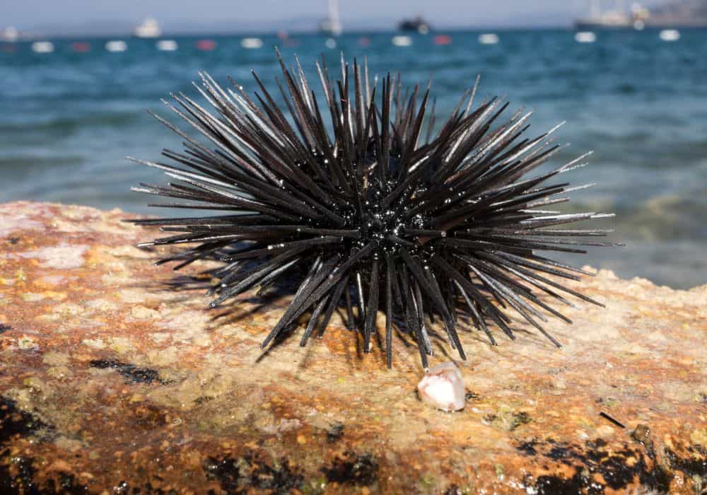 What do sea urchins eat?