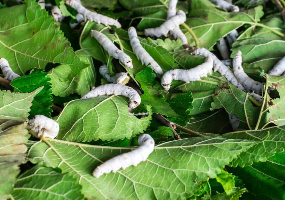 What do silkworms eat?