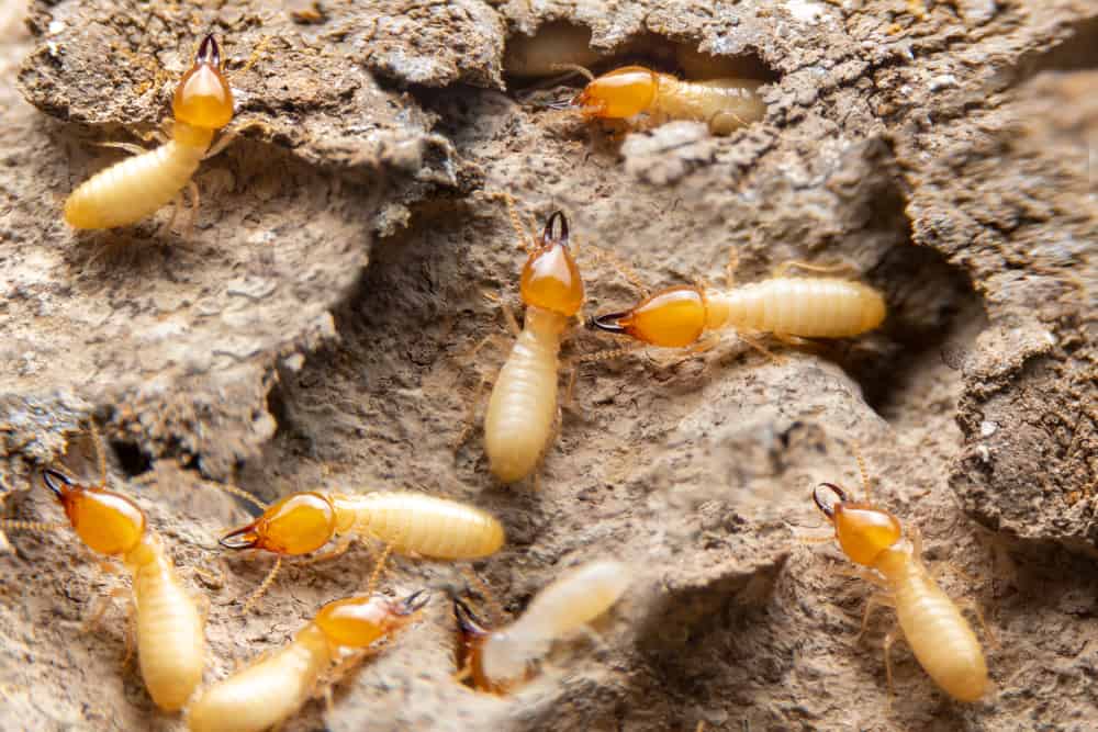 What do termites eat