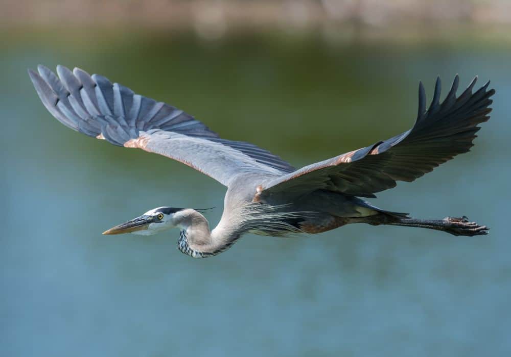 What does the heron bird symbolize