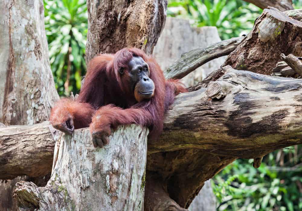 What is the Orangutan’s Main Predator