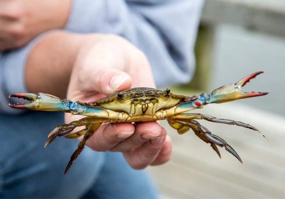 What’s the Current Population Status of Blue Crabs?