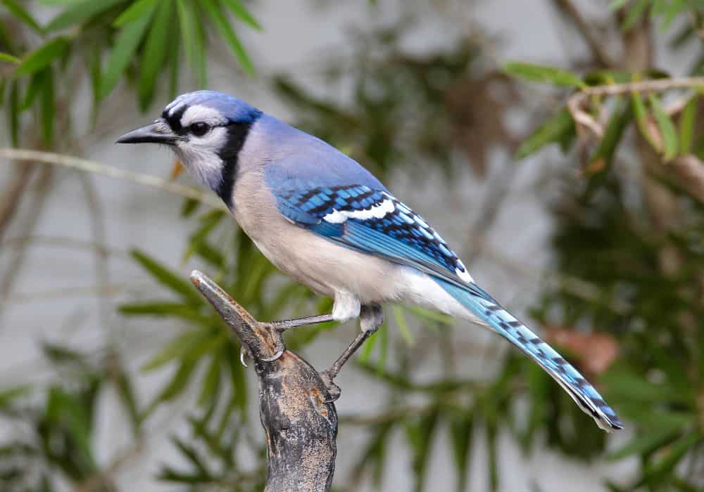 When can the blue jay’s spirit and symbolism be of help