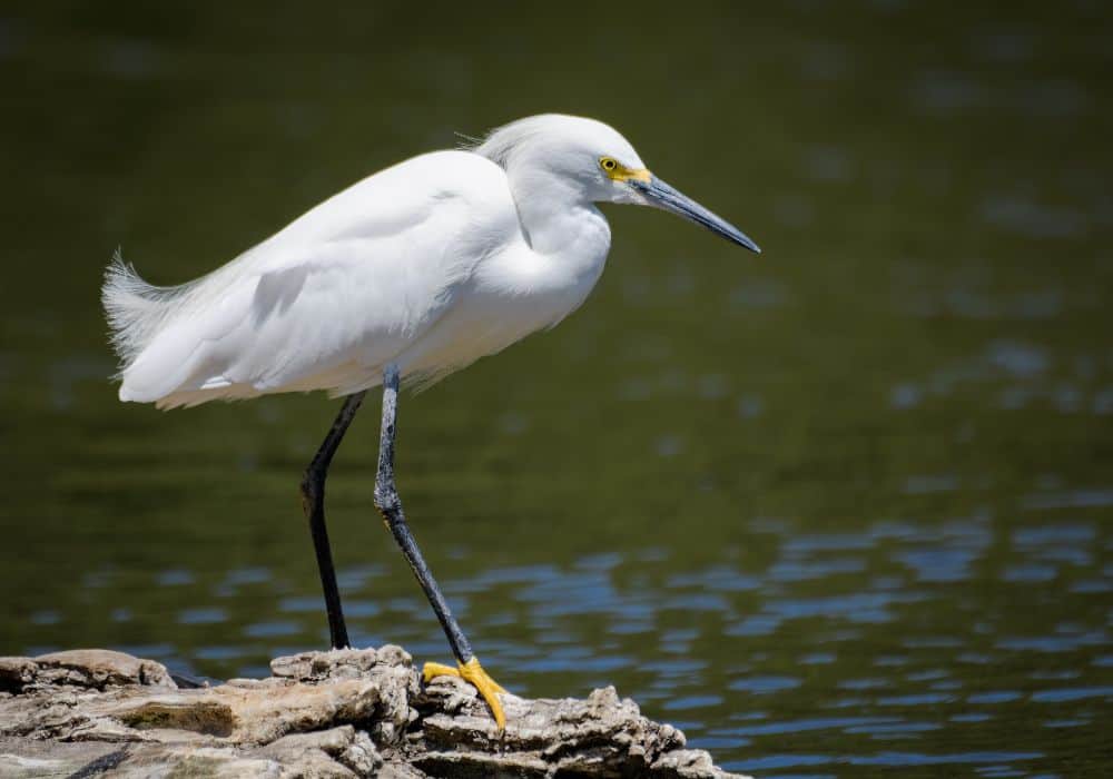 White heron symbolism